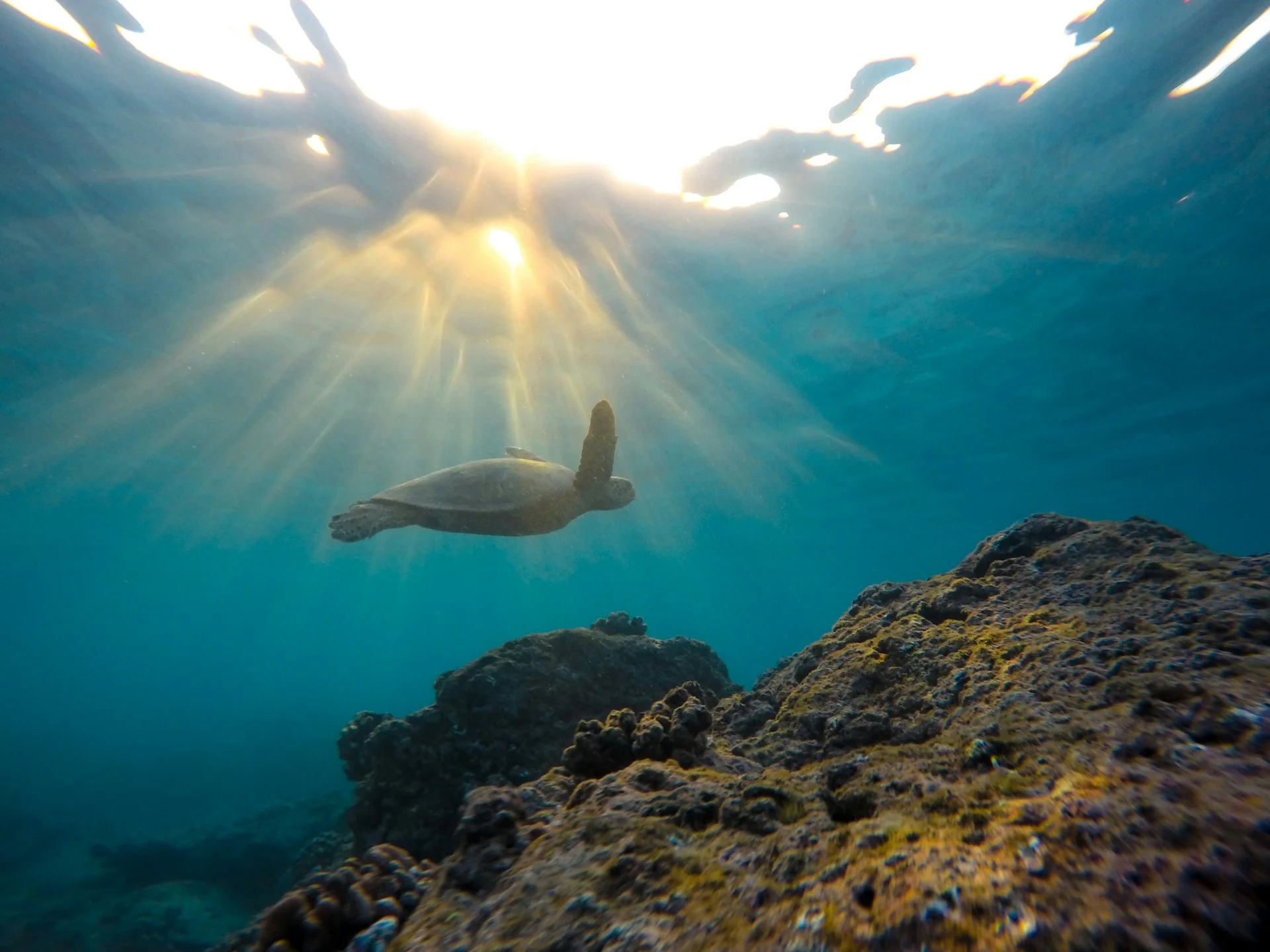 photo - a beautiful view of a oahu turtle snorkeling at one of the best north shore beaches