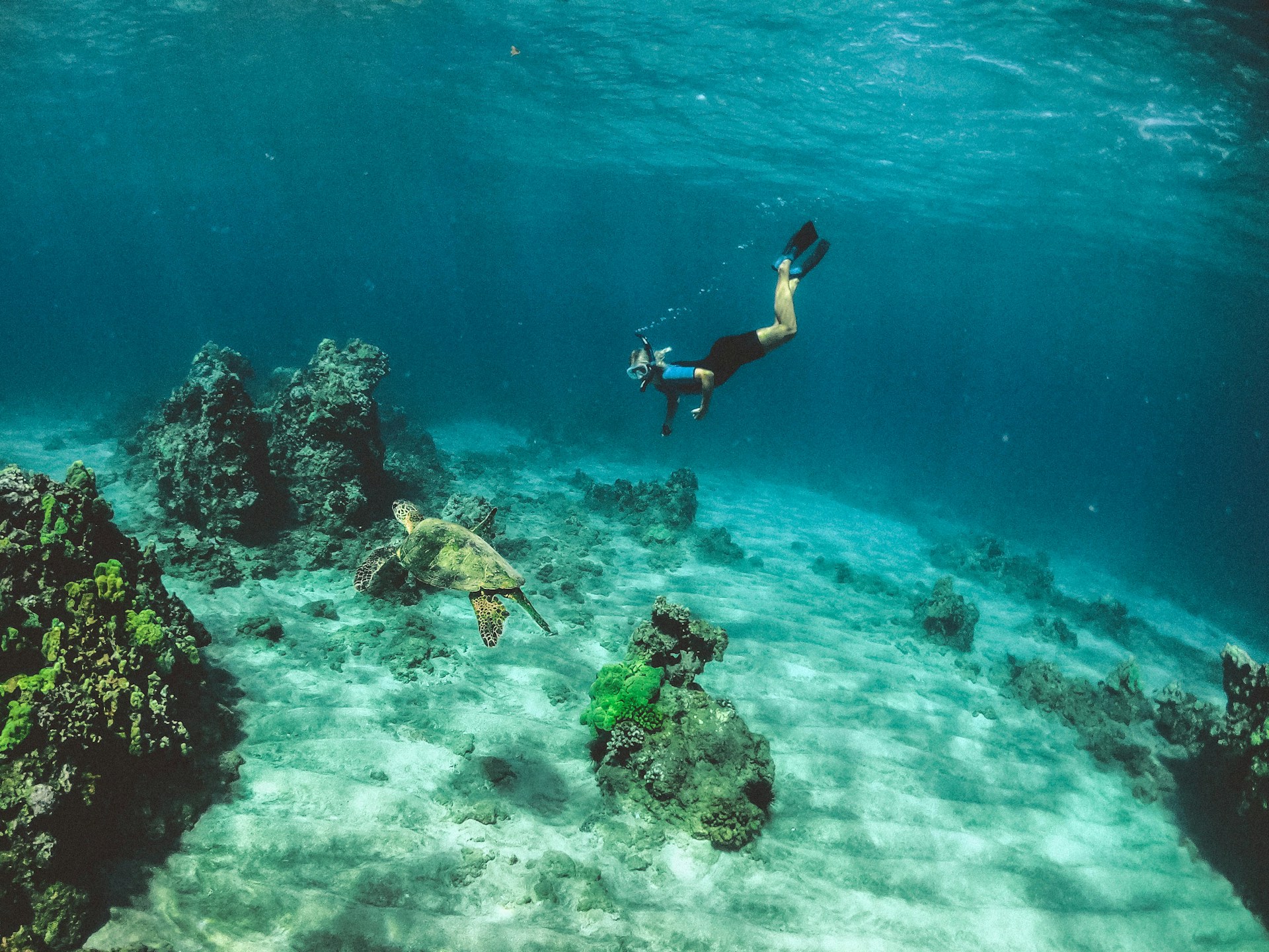 photo - woman snorkeling with turtles during an oahu day tour